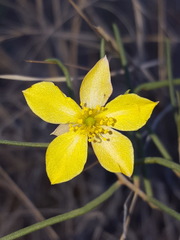 Talinum polygaloides