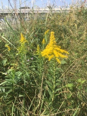 Solidago altissima