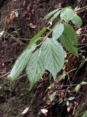 Euonymus occidentalis occidentalis
