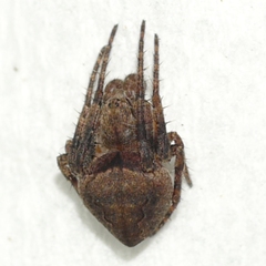 Eustala anastera