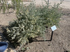 Atriplex torreyi torreyi