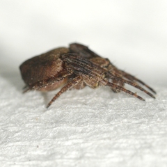 Eustala anastera