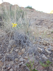 Talinum polygaloides