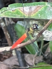 Orchithemis pulcherrima