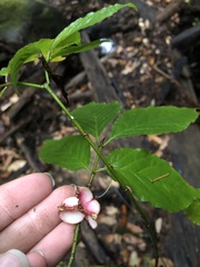 Euonymus occidentalis occidentalis
