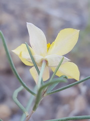 Talinum polygaloides
