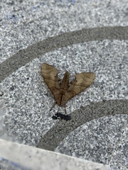 Marumba