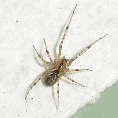 Pityohyphantes