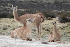 Lama guanicoe