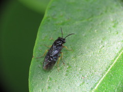 Cladius pectinicornis