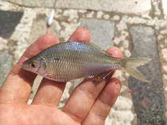 Acheilognathus macropterus