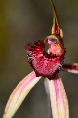 Caladenia lowanensis