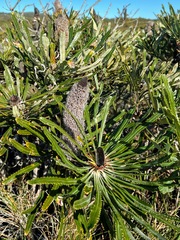 Banksia attenuata