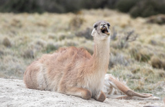 Lama guanicoe