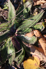 Pilosella aurantiaca