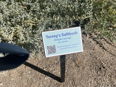 Atriplex torreyi torreyi