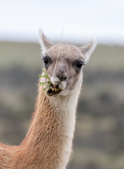 Lama guanicoe