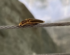 Semiotus ligneus image