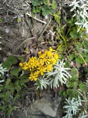 Solidago