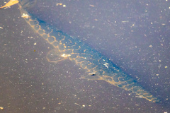 Lepisosteus oculatus