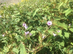 Ipomoea triloba