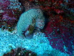 Ptilosarcus undulatus