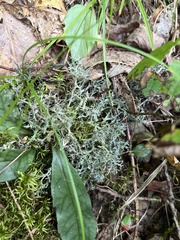 Cladonia subtenuis