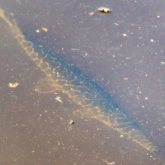 Lepisosteus oculatus