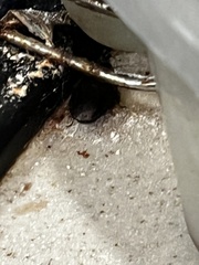 Pycnoscelus surinamensis