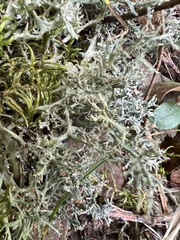 Cladonia subtenuis