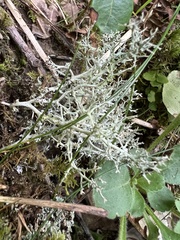 Cladonia subtenuis