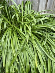 Hyacinthoides hispanica