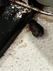 Pycnoscelus surinamensis