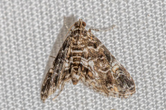 Elophila melagynalis