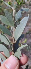 Acacia leptostachya