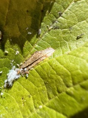 Phyllonorycter celtisella