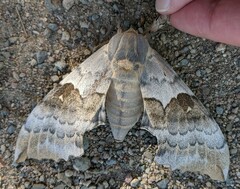 Pachysphinx occidentalis