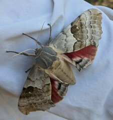 Pachysphinx occidentalis