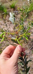 Acacia leptostachya