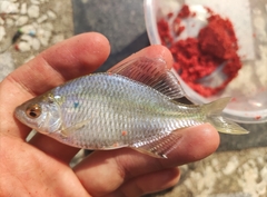 Acheilognathus macropterus