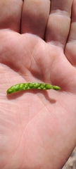 Acacia leptostachya