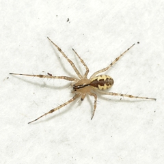 Pityohyphantes