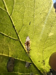 Phyllonorycter celtisella