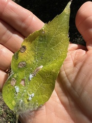 Phyllonorycter celtisella