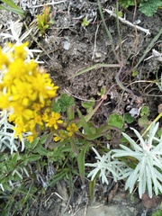 Solidago