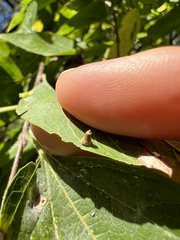 Celticecis aciculata