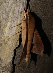 Xylophanes hannemanni
