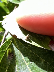 Celticecis aciculata