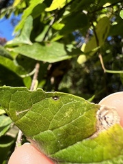 Celticecis aciculata