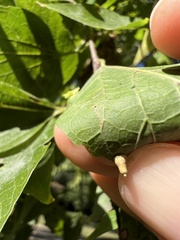 Celticecis aciculata